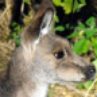 Private Sydney tours